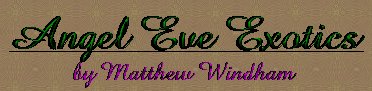 Angel Eve Exotics